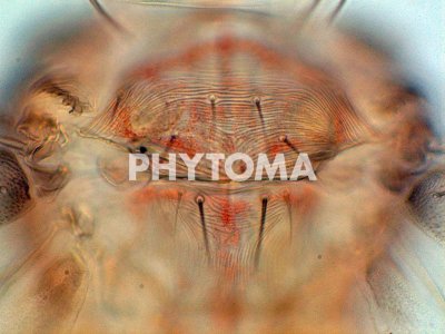 Neohydatothrips samayunkur